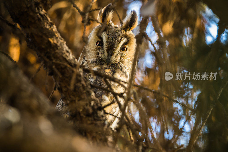 长耳猫头鹰(Asio otus)